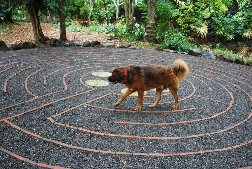 Bodhi on Maui Labyrinth 