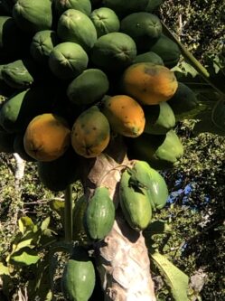Papaya