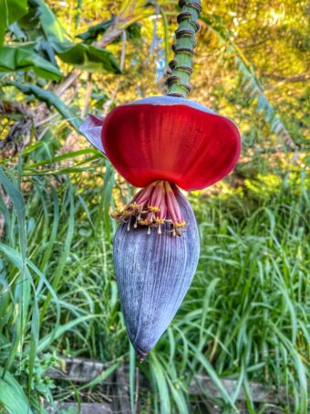 banana flower